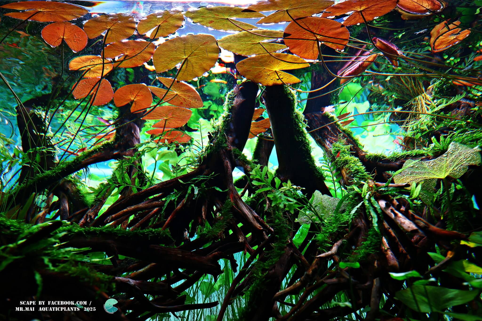 Aquascaping steps - Red Filter - IAPLC 2025 Winning Works - Nobphacha Yimyou / Thailand Aquascaping steps - Red Filter - IAPLC 2025 Winning Works - Nobphacha Yimyou / Thailand